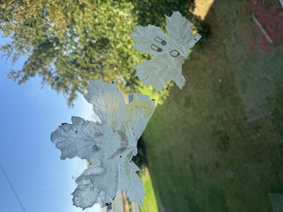 PVA-glue sun catcher