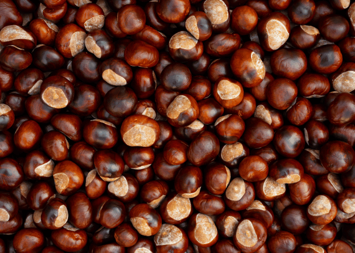 Lots of conkers