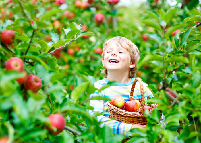 child smelling fruit on apple trees