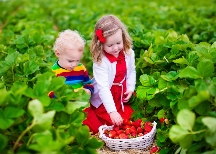 children collecting a basket of strawberries