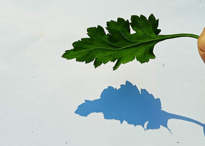 Holding a leaf up to create a shadow