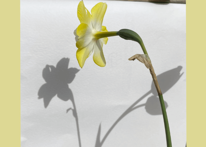 Shadow art flower