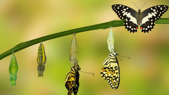 resized butterfly transformation