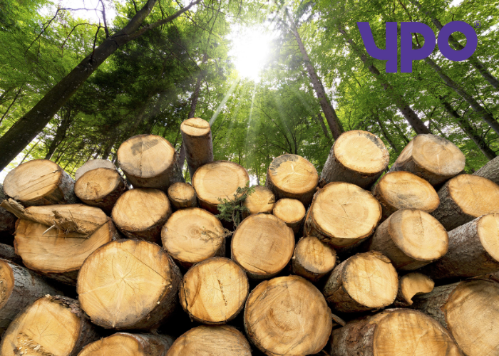 Biomass wood